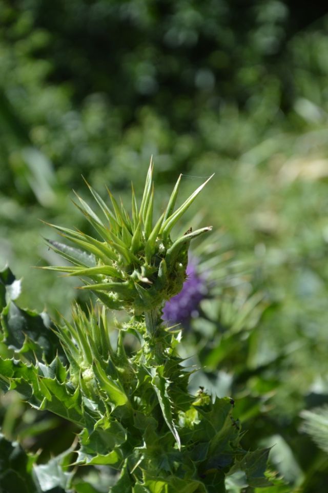 Silybum marianum (Asteraceae)